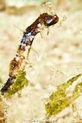 Hairy pipehorse. Taken at Ras Mohamed. by Sean Cooper 